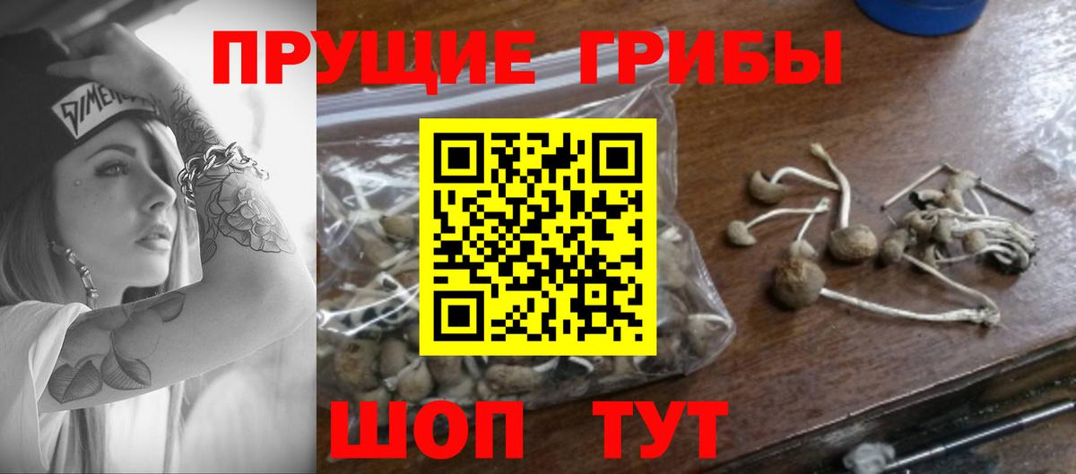 где можно купить   Вход с VPN  Псилоцибиновые грибы Cubensis  Богданович  Псилоцибиновые грибы прущие грибы 